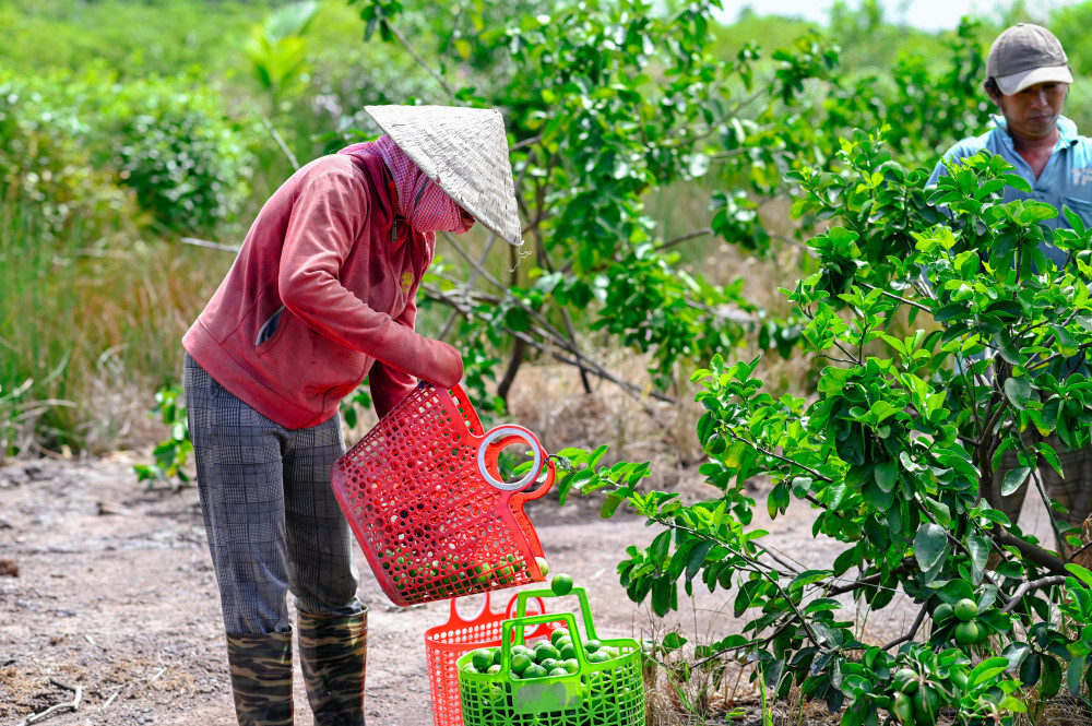 Sản xuất theo chuỗi giúp chanh không hạt tiêu thụ thuận lợi hơn.