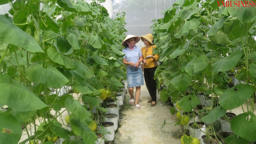 Phóng viên phỏng vấn mô hình HTX kiểu mới tại Hải Phòng.