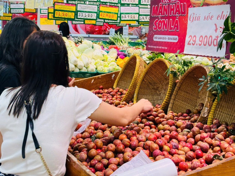 Việc quả mận hậu Sơn La “xuống núi” như ngày hôm nay là cả một quá trình nỗ lực của nông dân, HTX và chính quyền địa phương.