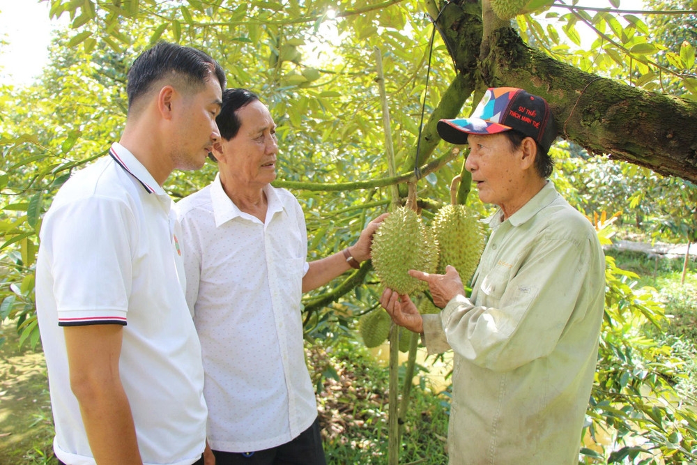 Nhiều nông dân có thu nhập cao nhờ trồng sầu riêng bền vững.