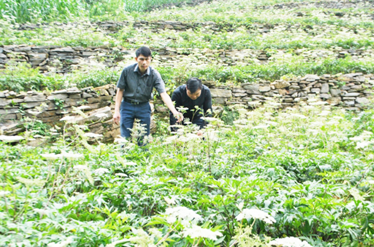 Hành trình chuyển đổi cơ cấu cây trồng ở Mèo Vạc có dấu ấn đậm nét từ các HTX.