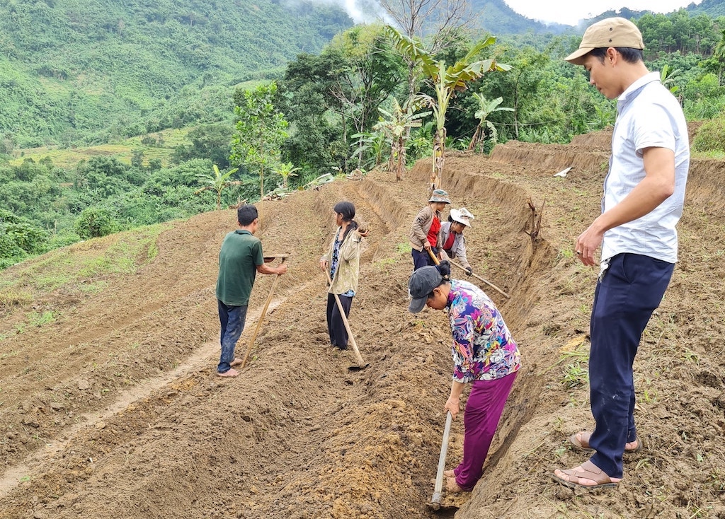 Các HTX hỗ trợ giống cho người dân Nam Trà My trồng cây dược liệu.