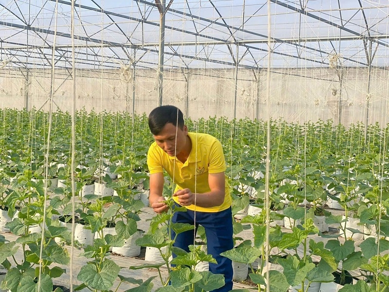 Khá nhiều mô hình HTX chuyển đổi xanh trong nông nghiệp, đã giúp mang lại hiệu quả rõ rệt cả về kinh tế và môi trường.