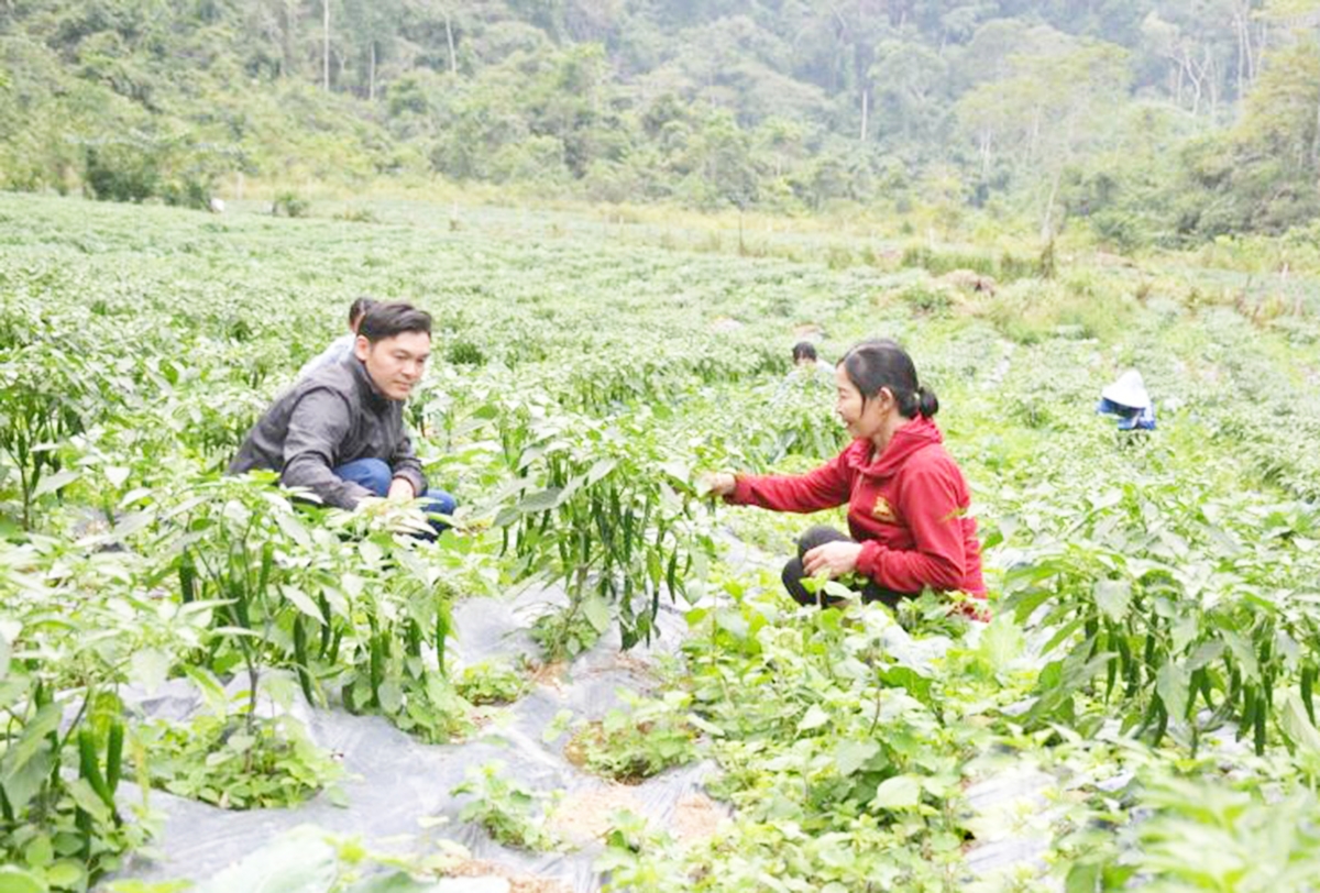 Quá trình chuyển đổi cơ cấu cây trồng ở Yên Sơn có dấu ấn đậm nét của các HTX, tổ hợp tác &lpar;Ảnh: BTQ&rpar;.