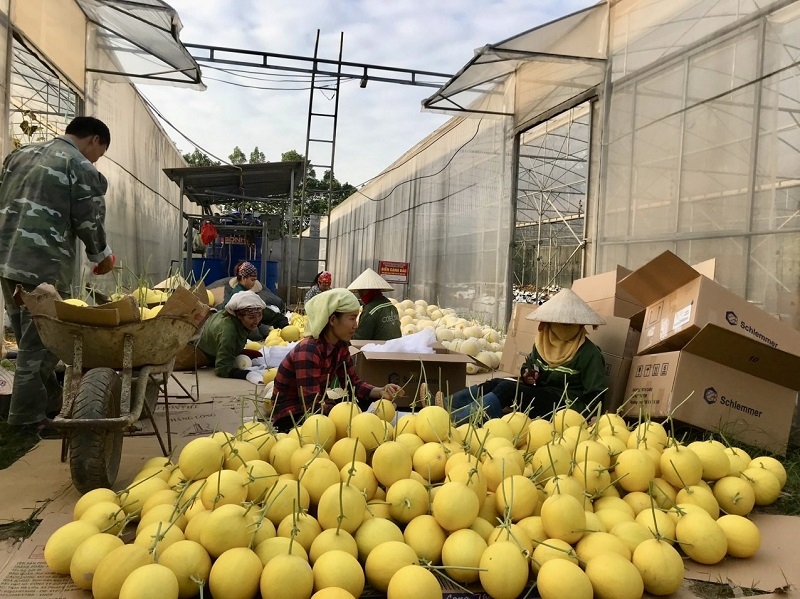 Trên địa bàn tỉnh, nhiều mô hình HTX, tổ hợp tác sản xuất, kinh doanh hiệu quả, từng bước khẳng định vai trò, vị trí trong phát triển kinh tế của địa phương.