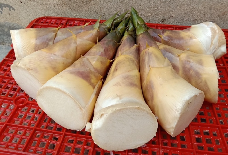 Sản phẩm măng tre lục trúc mang lại hiệu quả kinh tế cao, được trồng nhiều tại huyện Ngọc Lặc, Thanh Hóa.