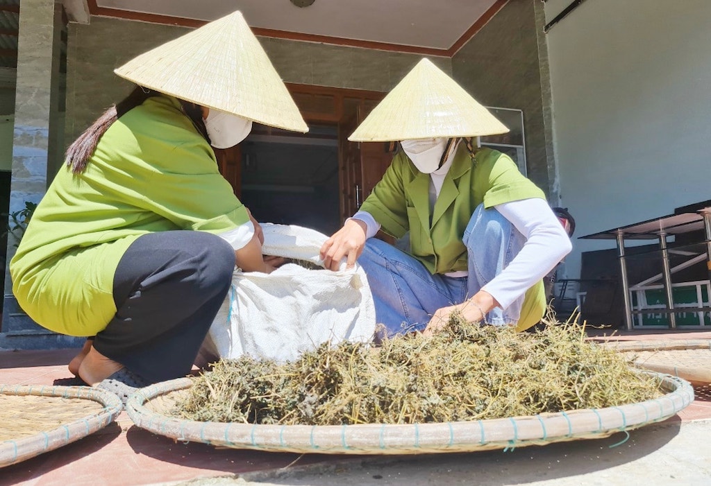 Dược liệu được người dân Nam Trà My khai thác và chế biến thành sản phẩm OCOP.