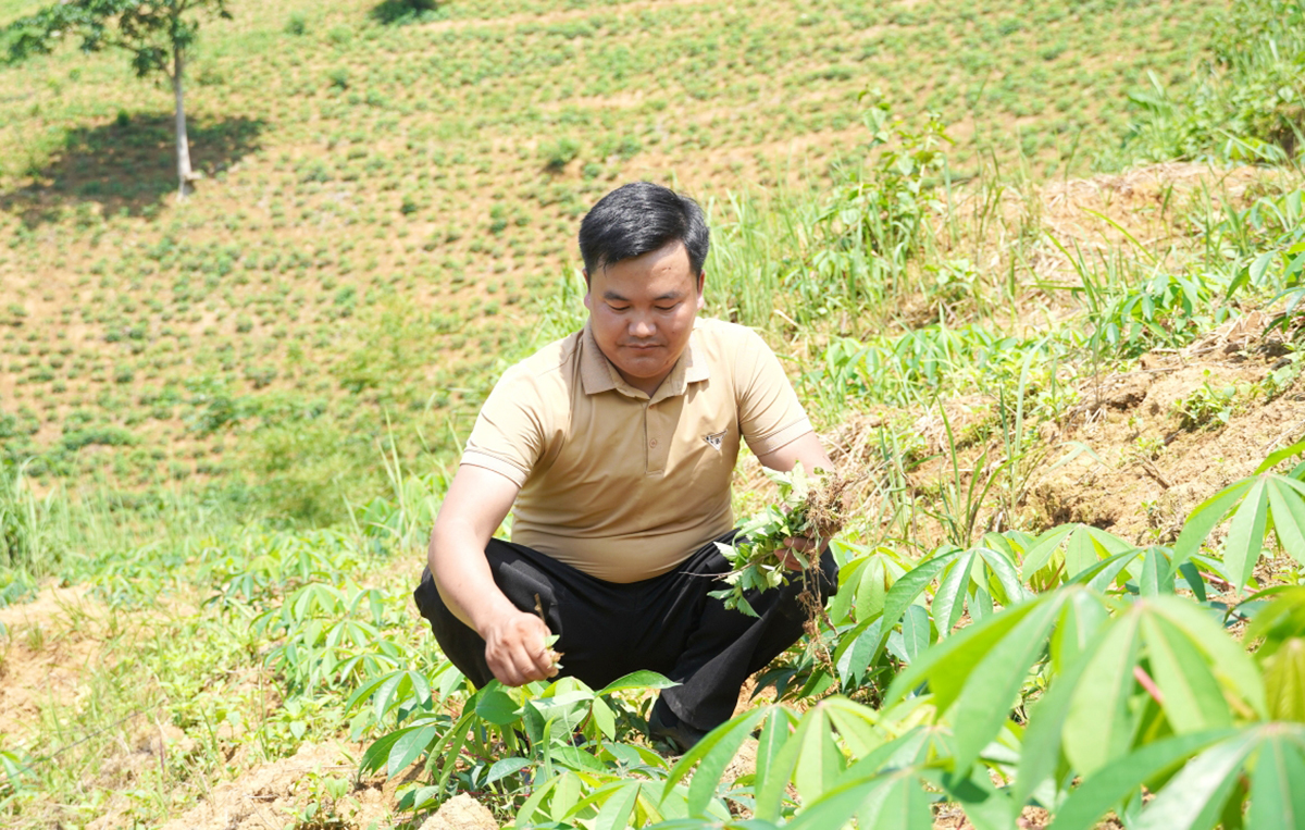 Cây sắn cao sản đang cho giá trị cao, góp phần đuổi nghèo ở Mèo Vạc.