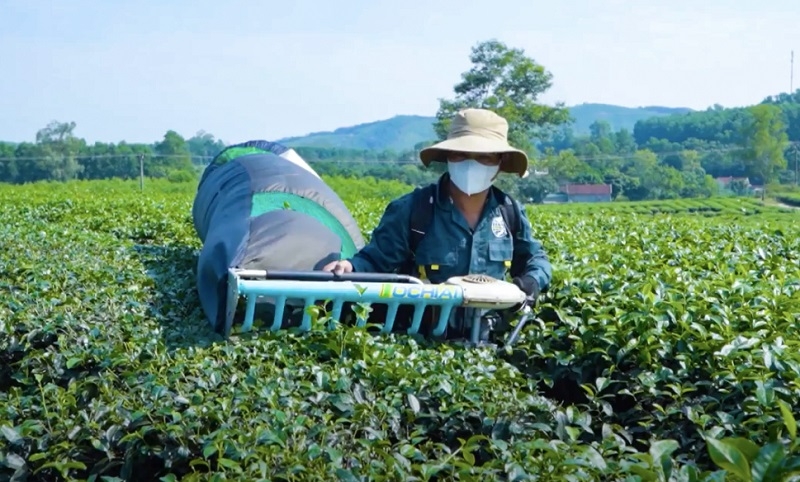 Toàn xã Thanh Mai có hơn 1.000 hộ dân trồng chè với tổng diện tích hơn 400ha. Bình quân mỗi ha chè, người trồng chè có thu nhập trên 100 triệu đồng/ha/năm.