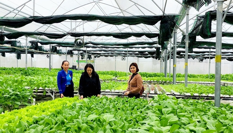 Nhờ sản xuất ổn định, 100% thành viên của HTX Nông Thịnh có mức thu nhập cao, người lao động có thu nhập bình quân 6 - 10 triệu đồng/tháng.