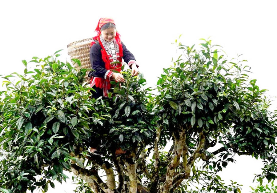 HTX, nông dân ở Hoàng Su Phì đang thoát nghèo, làm giàu nhờ cây trồng bản địa với cách làm mới &lpar;Ảnh: BHG&rpar;.