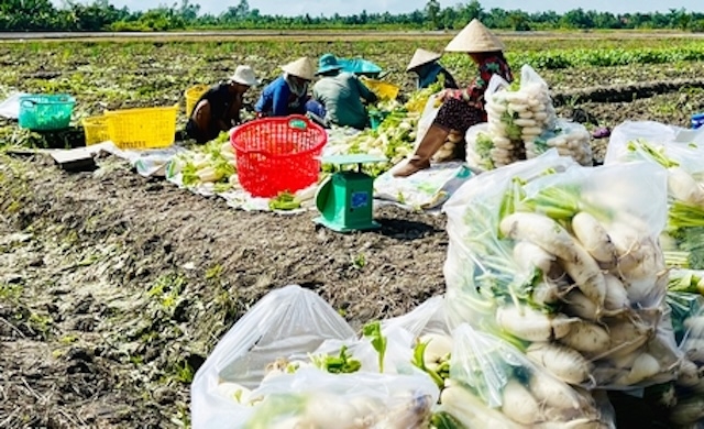 Các thành viên HTX Nông nghiệp An Hưng thu hoạch củ cải trắng.