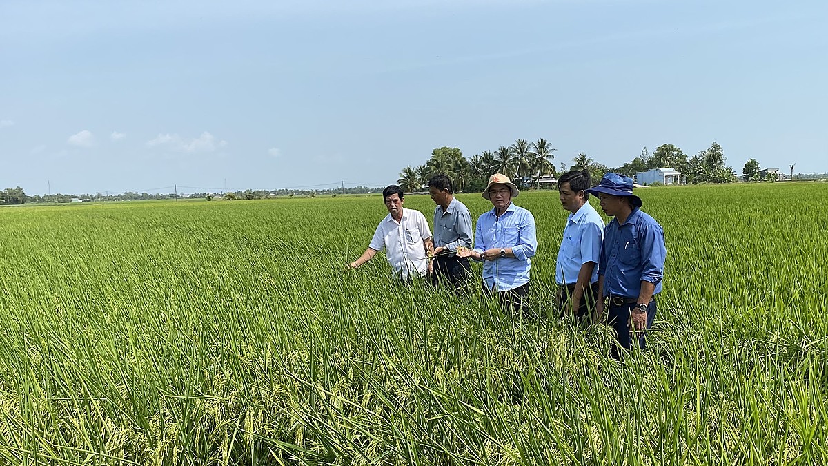 Sản xuất lúa hàng hóa là một trong những thế mạnh của Trần Đề.