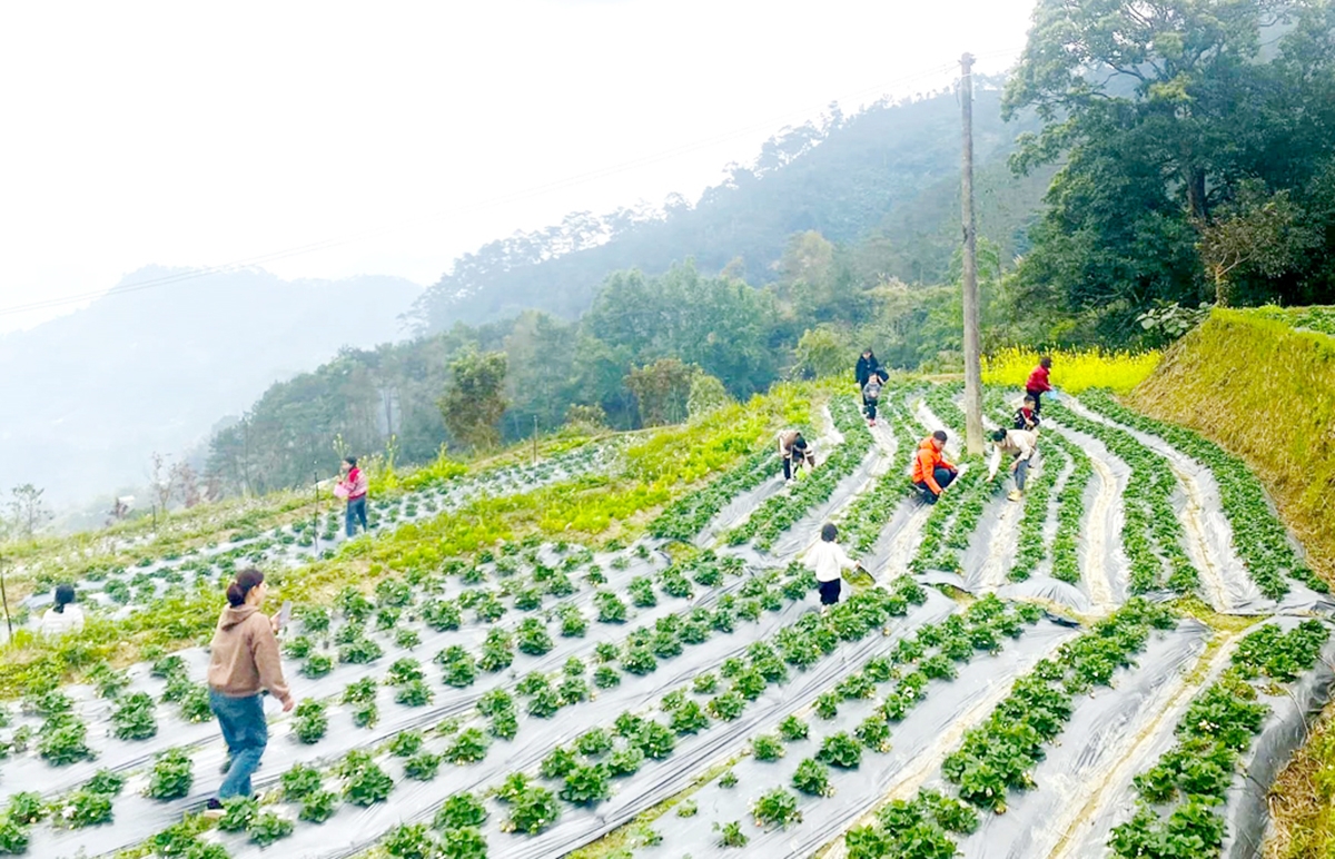 Các HTX đóng vai trò quan trọng trong xóa đói giảm nghèo, phát triển kinh tế ở Hoàng Su Phì &lpar;Ảnh: BHG&rpar;.