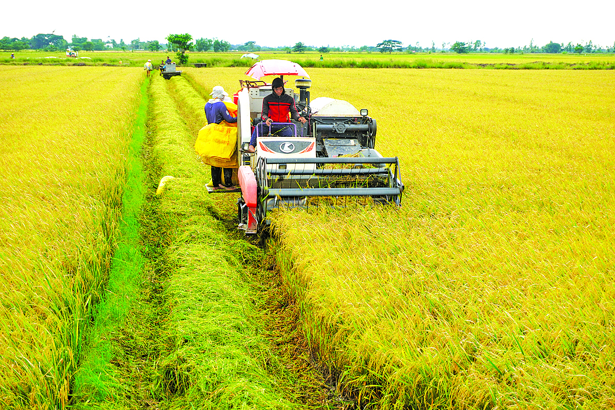 Nhiều HTX đã xây dựng được mối liên kết với doanh nghiệp.