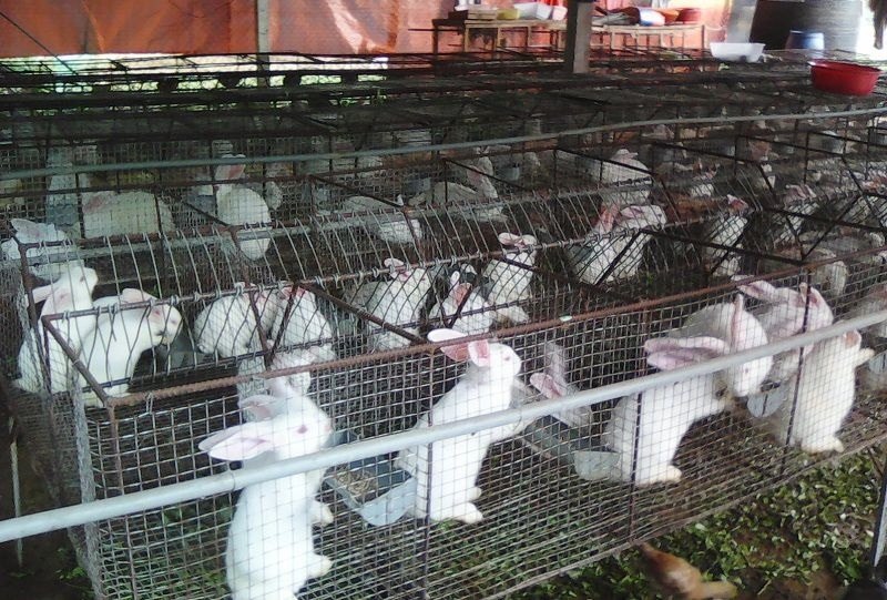 Trung bình mỗi năm, HTX chăn nuôi và chế biến thỏ Hoàng An xuất bán được hơn 20 tấn thịt thỏ ra thị trường.