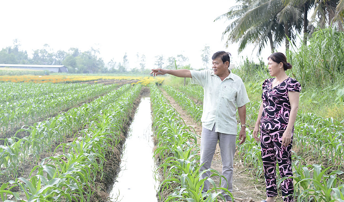 HTX Nông nghiệp dịch vụ nông thôn Bình Nhì chú trọng liên kết với các doanh nghiệp để tạo đầu ra ổn định cho thành viên.