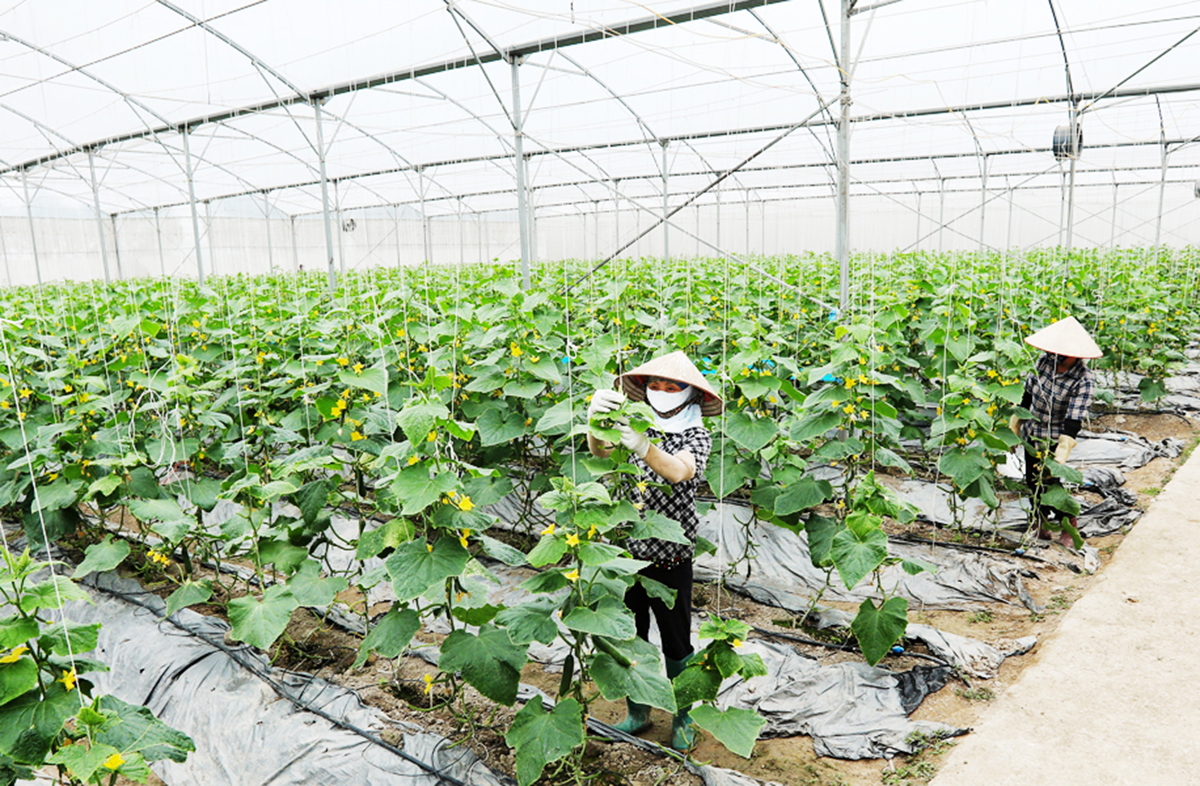 Với sự tham gia của những trí thức trẻ, nông nghiệp nhiều địa phương tỉnh Bắc Giang thay da đổi thịt &lpar;Ảnh: BBG&rpar;.