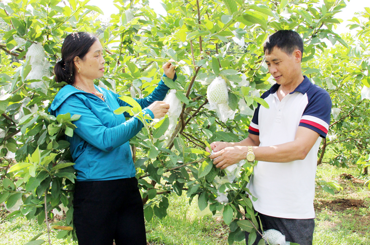 HTX là điểm tựa để nhiều nông dân tại Bắc Giang vươn lên thoát nghèo, làm giàu bền vững &lpar;Ảnh: BBG&rpar;.