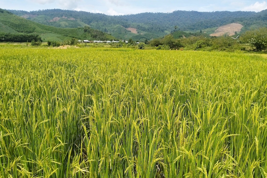 Mô hình trồng lúa hữu cơ của HTX Nông nghiệp và Dịch vụ Tổng hợp Phước Năng đã đem lại hiệu quả đáng ghi nhận.