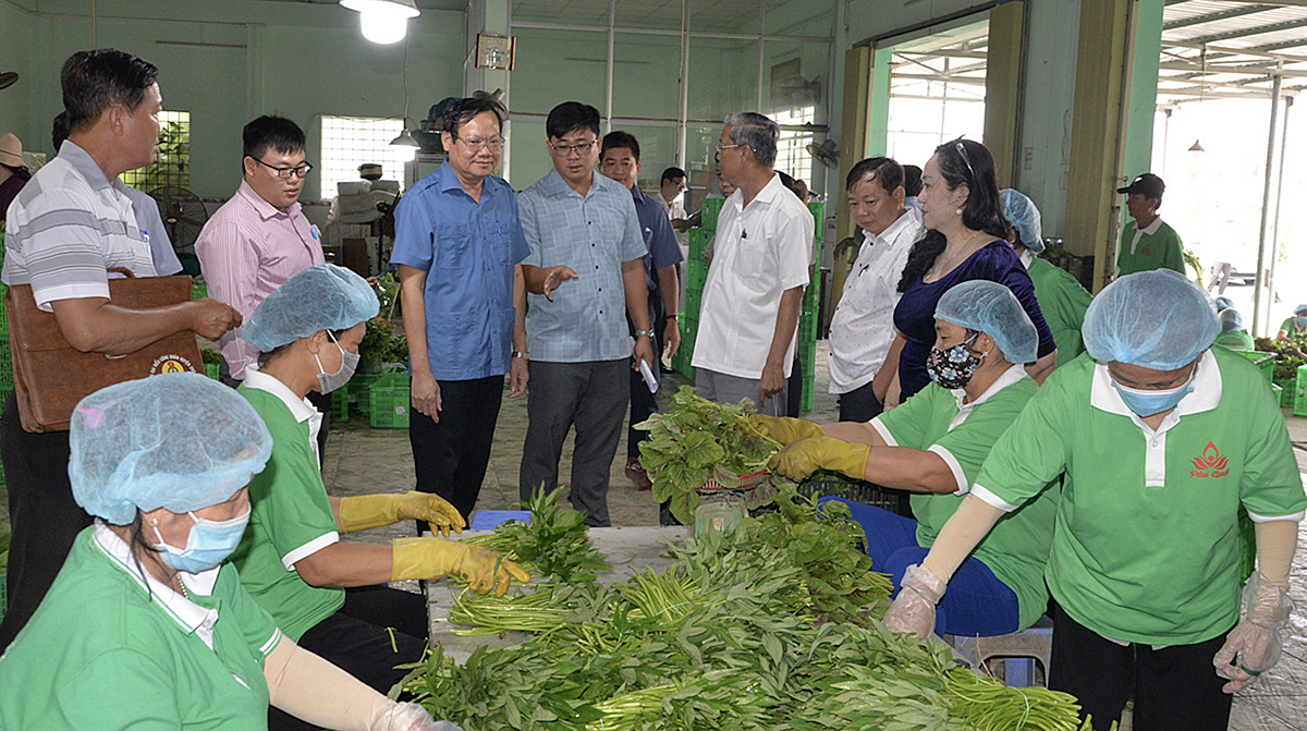 Các HTX và THT tại huyện Gò Công Đông đã có nhiều nỗ lực trong hoạt động sản xuất - kinh doanh nhằm tìm đầu ra cho sản phẩm, giải quyết việc làm cho lao động.