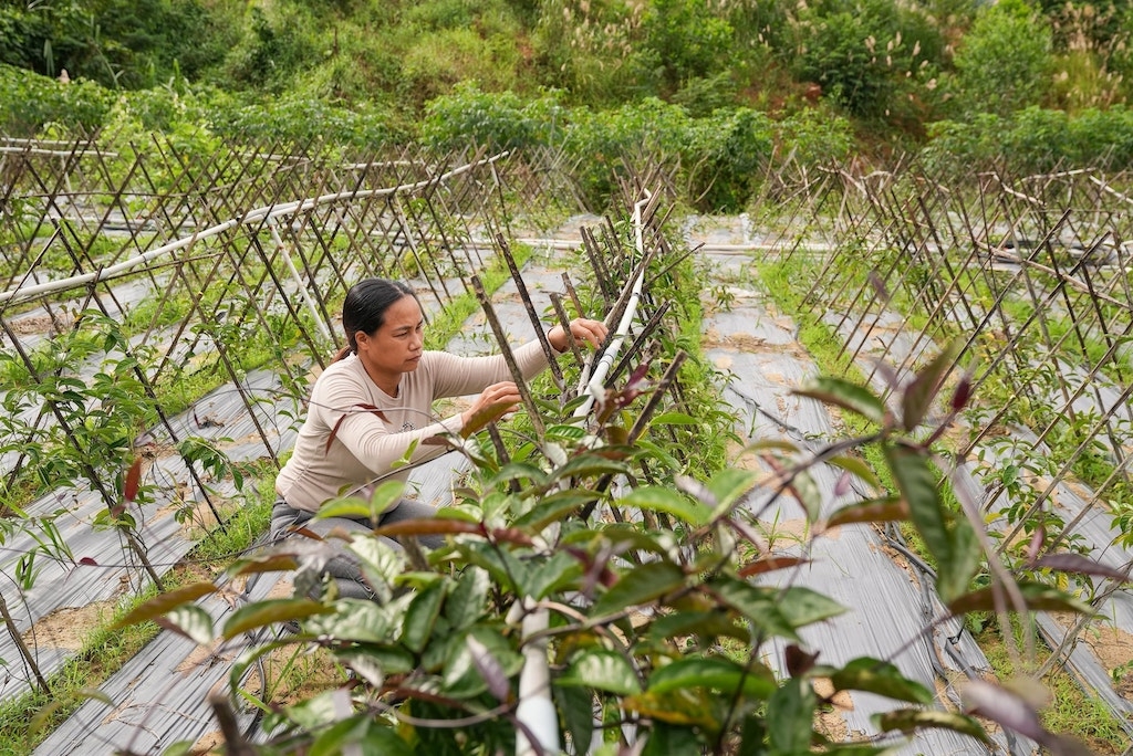 Vai trò “trụ đỡ” của HTX đang góp phần thay đổi tư duy sản xuất nông nghiệp của đồng bào vùng cao xã Phước Năng.