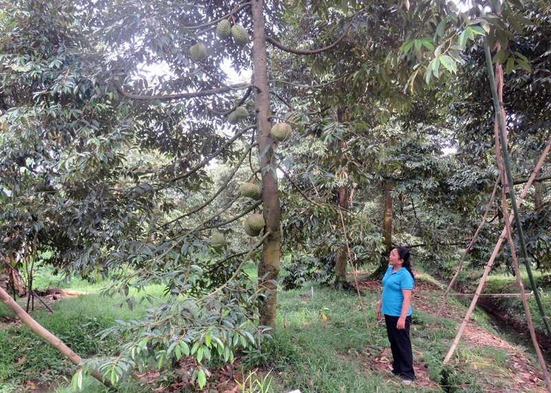 HTX Nông nghiệp Tân Phú tiếp cận mô hình canh tác VietGAP.