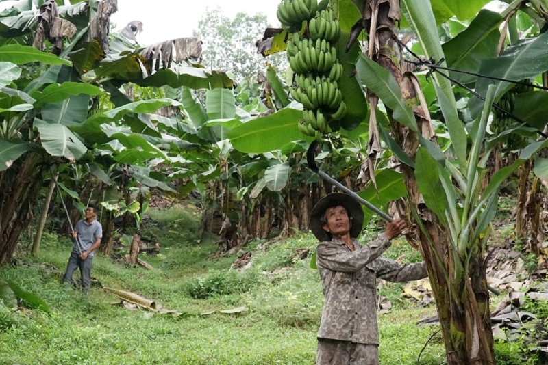 Làm công việc chăm sóc và thu hoạch chuối giúp nhiều người lao động đảm bảo nguồn thu nhập.