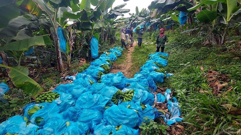 Nhiều mô hình HTX đã mở rộng phát triển theo mô hình liên kết chuỗi, góp phần quan trọng thúc đẩy công tác giảm nghèo bền vững tại các huyện vùng cao của tỉnh Nghệ An.