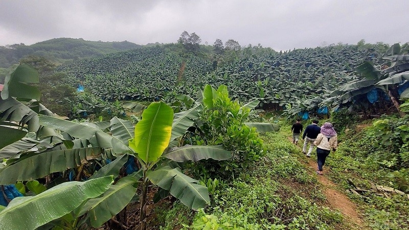 Tại xã Đồng Văn, huyện Tân Kỳ, cây chuối được trồng thay thế loạt cây trồng truyền thống trước đó như mía, cây sắn, cây tràm,...