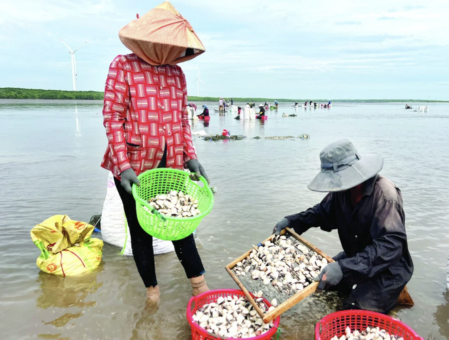 Nhờ thiên nhiên ưu đãi nên lượng nghêu sản sinh tại vùng biển Thới Thuận khá lớn. Điều này đã giúp cuộc sống của bà con nơi đây ổn định và ngày một phát triển.