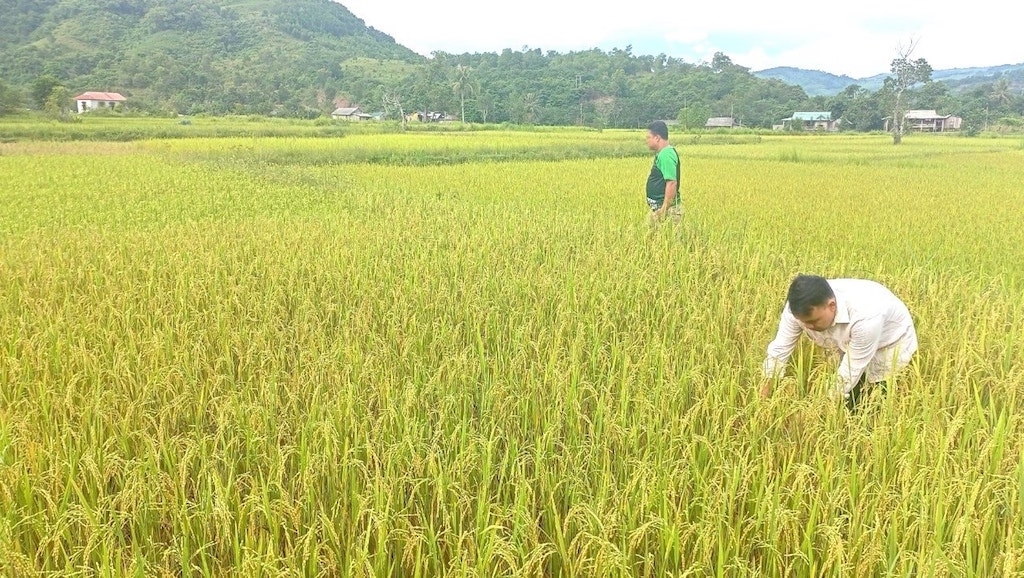 Trồng lúa nếp than đang “mở khóa” xóa nghèo cho đồng bào Pa Kô ở Đakrông.