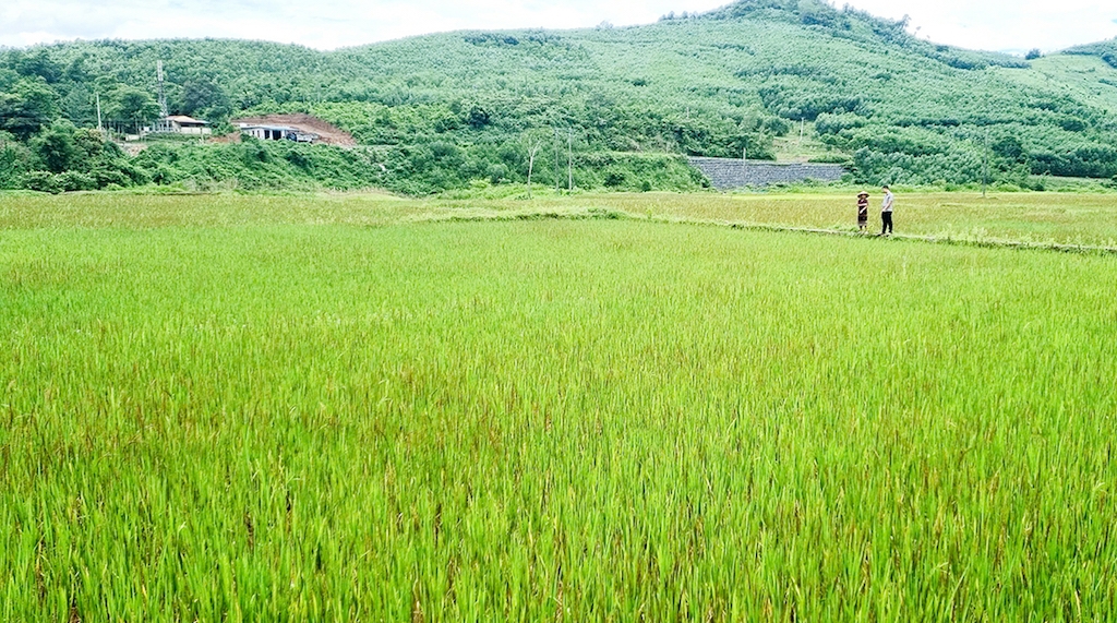 Đồng bào Pa Kô ở bản Tà Lao, Ly Tôn &lpar;xã Tà Long&rpar; đã liên kết cùng tổ hợp tác để mở rộng diện tích trồng lúa nếp than.