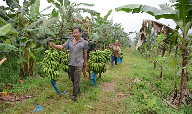 Cây chuối tiêu hồng đã và đang phát huy hiệu quả và trở thành cây trồng mang tính hàng hóa, cây xóa nghèo của nông dân bản Mo, xã Xuân Hòa.