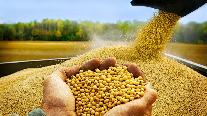 Việt Nam là nước nhập khẩu đậu nành Hoa Kỳ lớn thứ ba ở Đông Nam Á và là quốc gia tiêu thụ đậu nành lớn thứ 13 trên thế giới và được đánh giá là một thị trường quan trọng đối với các sản phẩm nông nghiệp Hoa Kỳ.