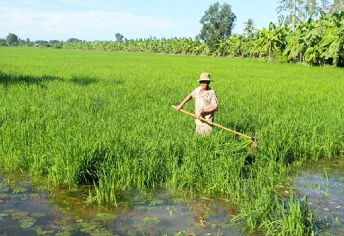 Sản xuất theo hướng hàng hóa, thúc đẩy liên kết là định hướng của ngành nông nghiệp huyện U Minh trong thời gian tới.