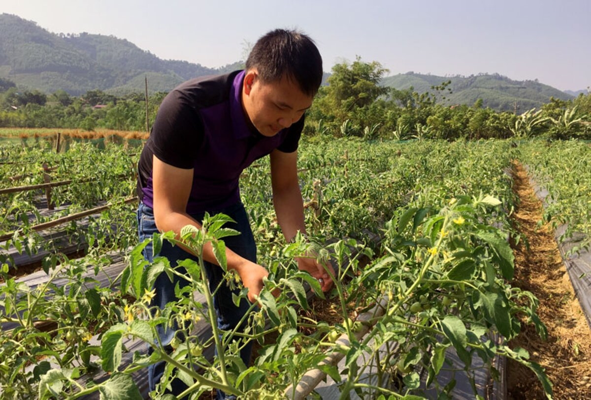 HTX Như Cố thu hút nhiều thanh niên, người dân sản xuất trên quy mô lớn, đa dạng ngành nghề.