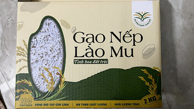 Gạo nếp Lào Mu là một trong những sản phẩm chủ lực của huyện Lục Yên.