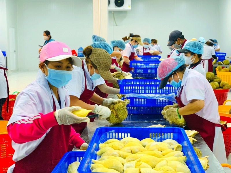 Ngoài sầu riêng tươi, việc Trung Quốc chính thức nhập khẩu sầu riêng đông lạnh mở ra cơ hội mới cho doanh nghiệp Việt.