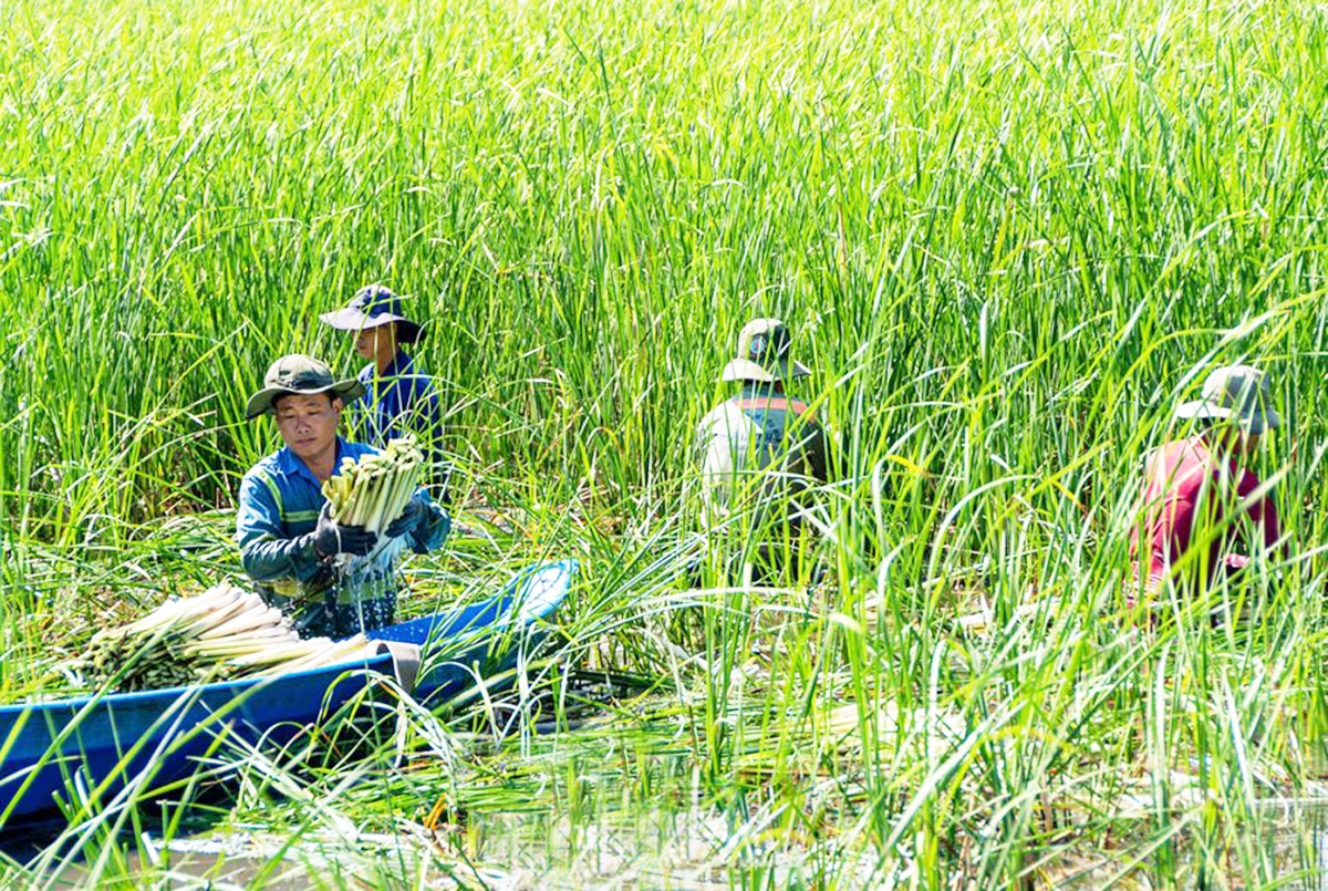 Vào HTX là chìa khóa để nhiều nông dân huyện U Minh nâng cao hiệu quả sản xuất &lpar;Ảnh: BCM&rpar;.