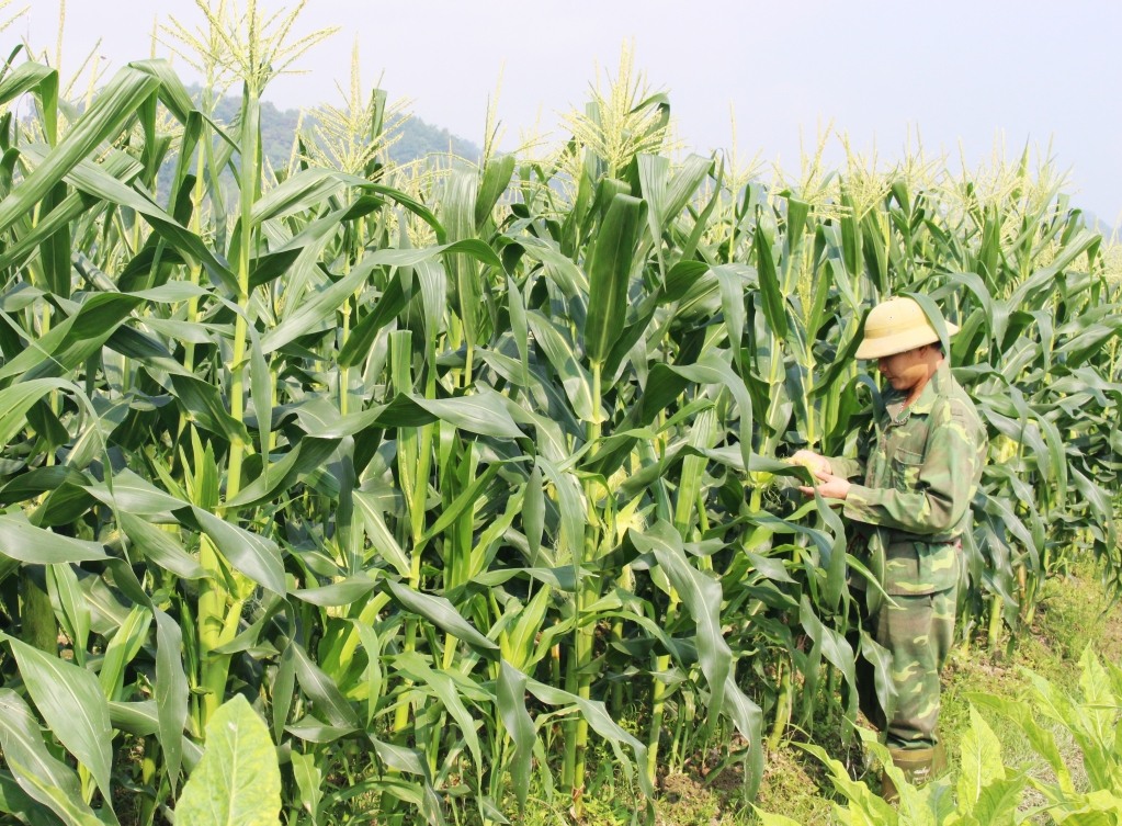 Người dân ở nhiều địa phương ở Cao Bằng nâng cao thu nhập nhờ liên kết với HTX trồng ngô ngọt.