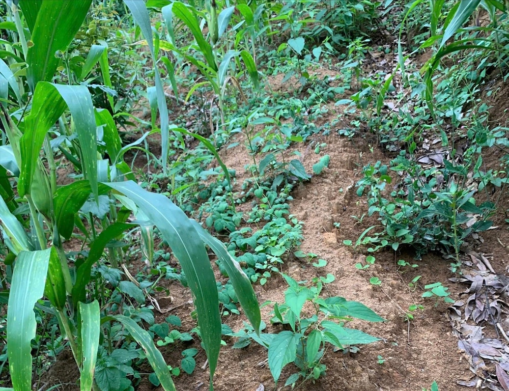 Diện tích trồng ba kích tím ở Tây Giang đang được mở rộng, giúp các HTX từng bước xây dựng được chuỗi sản phẩm có tính ổn định.