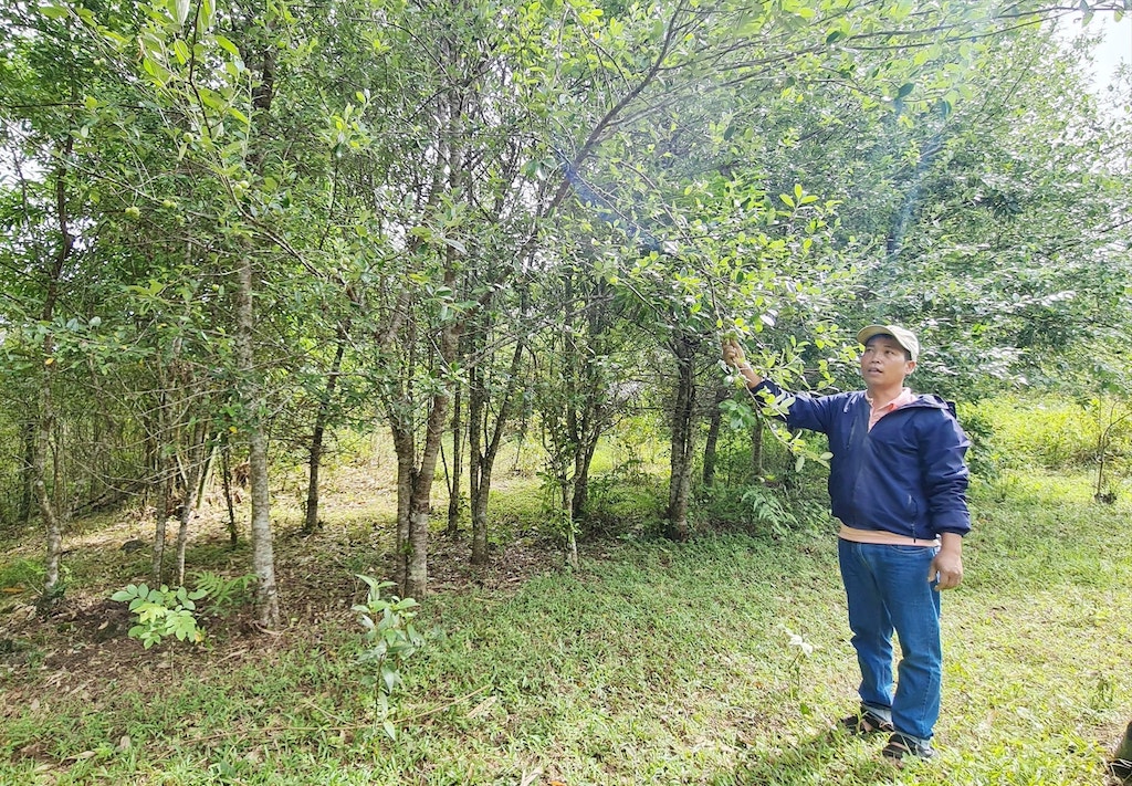 Hiện tại, Tây Giang có hơn 70ha diện tích đất trồng cây táo mèo, là lợi thế để cho các HTX có thể phát triển đa dạng sản phẩm.