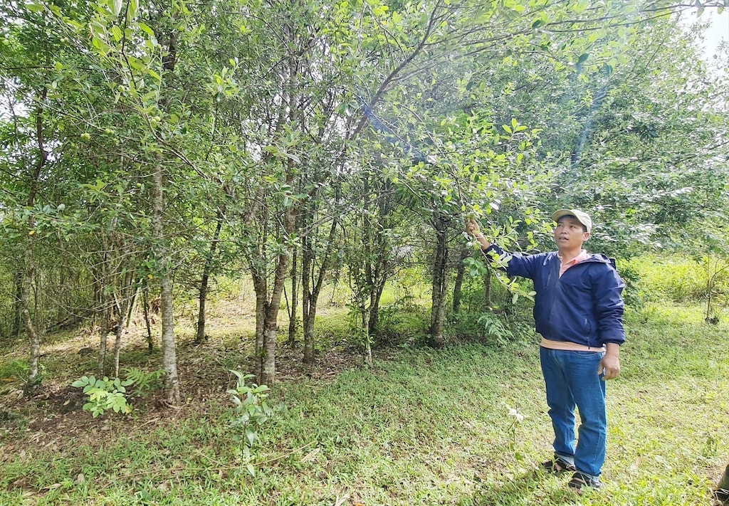 Hiện tại, Tây Giang có hơn 70ha diện tích đất trồng cây táo mèo, là lợi thế để cho các HTX có thể phát triển đa dạng sản phẩm.