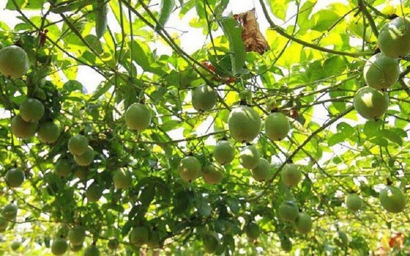 Mô hình trồng chanh leo của HTX Nông nghiệp tổng hợp Trường Giang &lpar;thôn Trại Dinh, xã Đầm Hà&rpar; đã và đang từng bước mang lại hiệu quả tích cực.