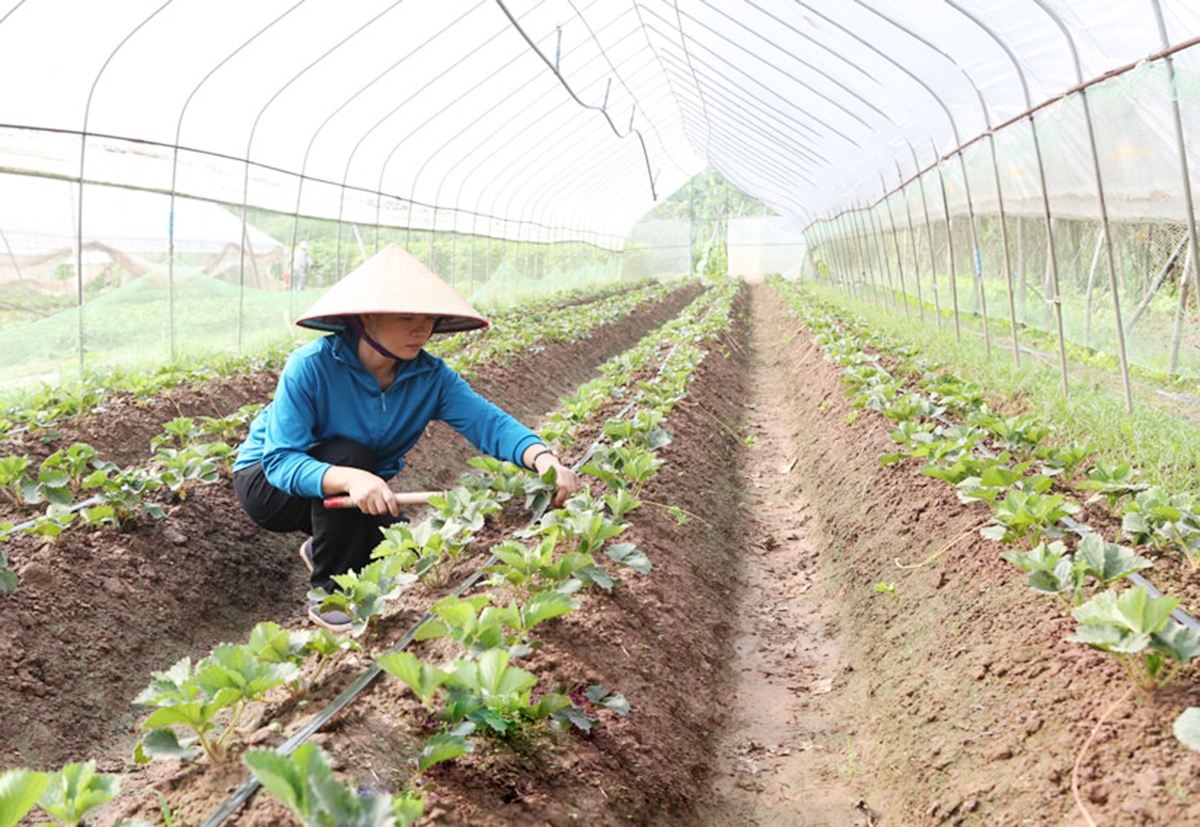 HTX, nông dân Hà Nam đang chủ động liên kết, hình thành sản xuất hàng hóa theo hướng công nghệ cao &lpar;Ảnh: BHN&rpar;.