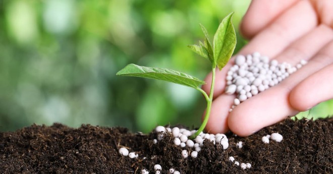 Nhóm cổ phiếu phân bón đã hồi phục nhanh chóng từ đáy thuế quan hồi trung tuần tháng 4.