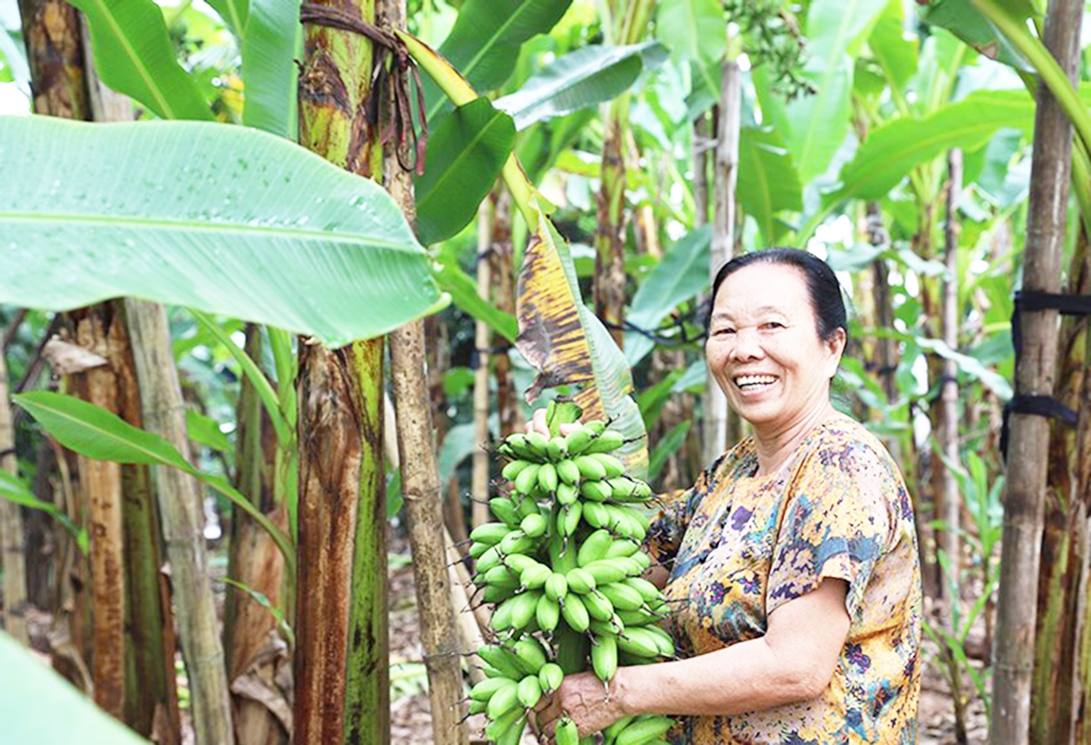 Tư duy sản xuất mới giúp nông dân Hà Nam thoát nghèo, làm giàu &lpar;Ảnh: BHN&rpar;.