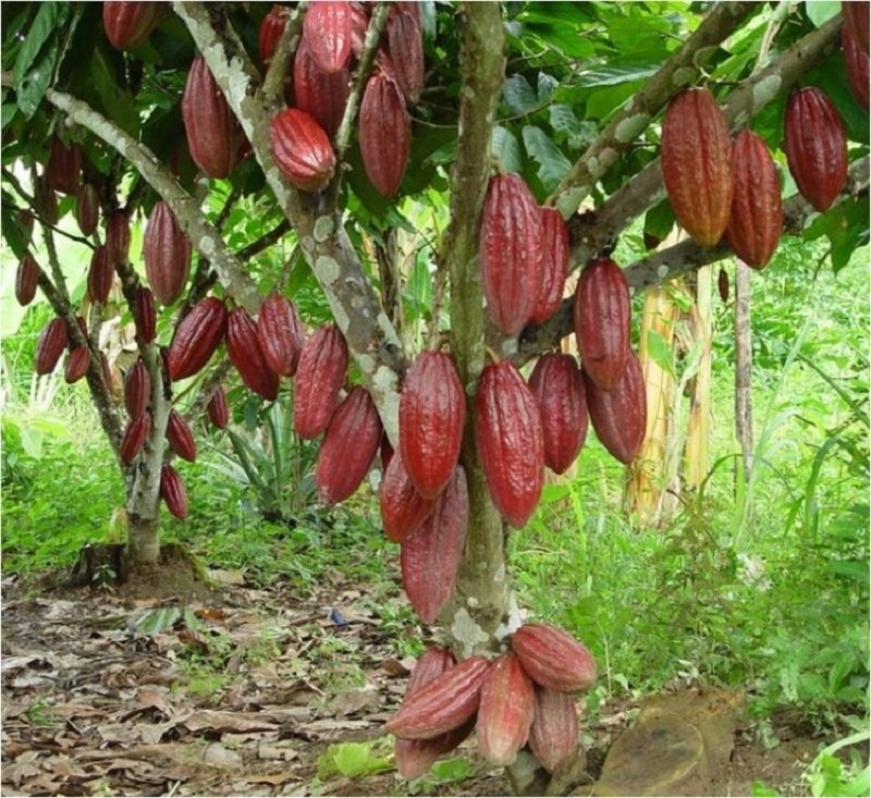 Huyện Trà Ôn mở rộng diện tích trồng cây ca cao theo hướng hữu cơ, bền vững.