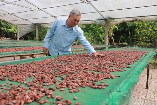 UBND huyện Trà Ôn đánh giá cây ca cao có nhiều tiềm năng phát triển.